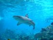 australia_shark_underwater_970259_tn
