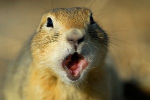 creative common license