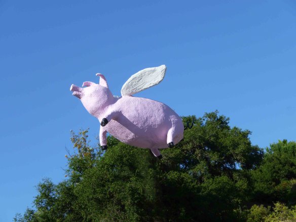 blind pig flying