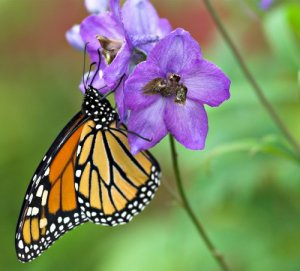 butterfly chefranden