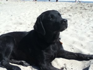 Cali is a true care-free California Labrador. She is yours for free. Pick up only. Call 555-5555. 