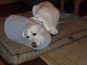 Luna, recovering and wasted on sedatives and pain pills. Black spots courtesy of my daughter using the camera and getting the lens dirty.