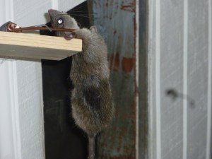 Friends visiting this holiday season will see this guy's head mounted on my wall. "Is that a rat head?" they'll ask. "Damn straight, it is. Hunted it for a week. Wait until you taste the stew." 