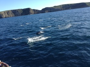 It's very hard to photograph dolphins, as they don't listen to direction and surface in a coordinated fashion. The white splashes, well, I just missed them.