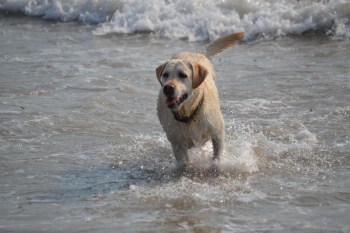 Our yellow lab loves the water. And she gives her endorsement of this blog post.
