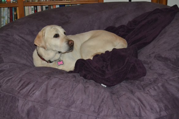 Santa brought my daughter a giant Jaxx beanbag chair. However, it's really the world's largest dog bed. 