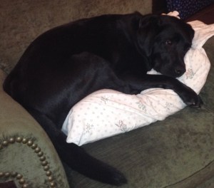The funny thing about Labradors is they have the uncanny ability to seek out and discover the most comfortable place in the house - even if they're not allowed on the furniture.