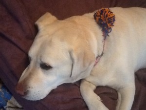 You know you have the best wife ever when she makes a Broncos pom pom for the dog without a Broncos collar. Love.